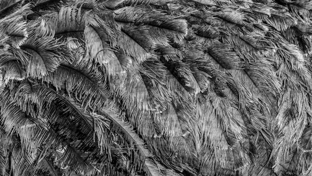 Crafting Extravagant Decor with Ostrich Tail Feathers